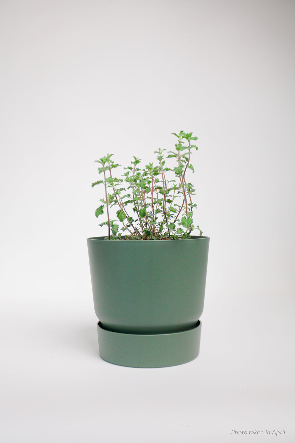 products/SotoProductShootLowQ-2018.jpg